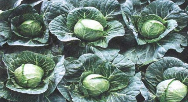 Je možné zasadit zelí v červenci, výhody a nevýhody termínu